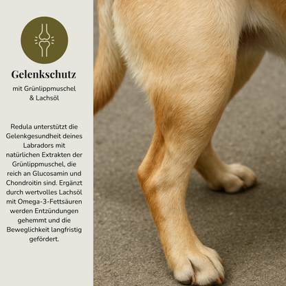 14kg Redula Adult Labrador