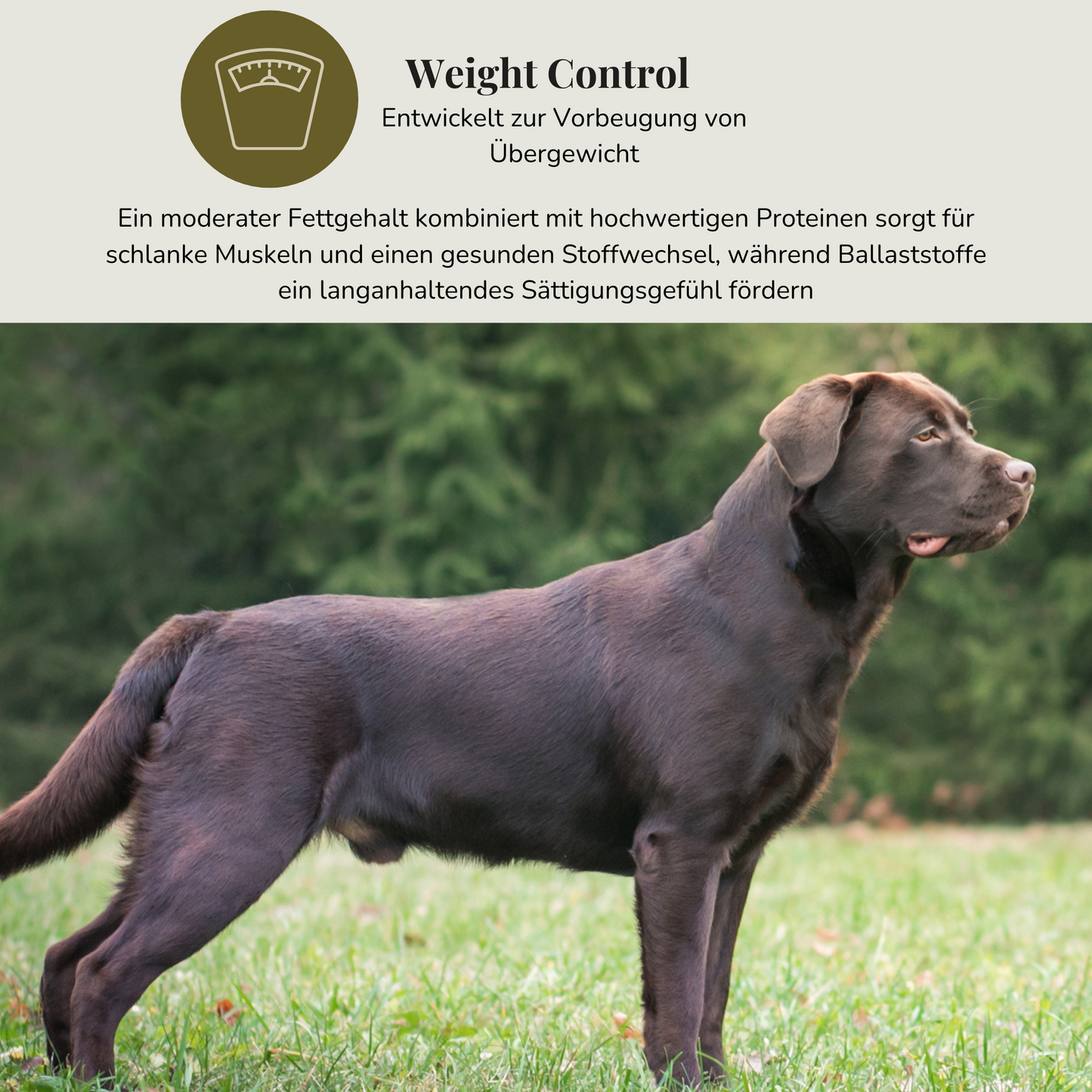 14kg Redula Adult Labrador